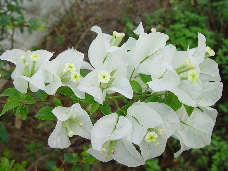 PlantsKingdom Bougainvillea Plant  (Hybrid, Pack of 1)