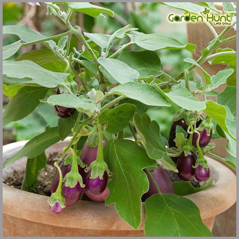 KANAYA Brinjal Black Beauty Seed  (75 per packet)