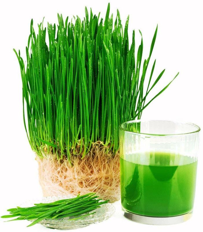 DMS Global Seeds Wheatgrass Seeds Seed  (490 g)