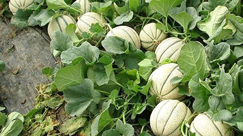 Aro Muskmelon, Kharbuja Seed  (20 per packet)