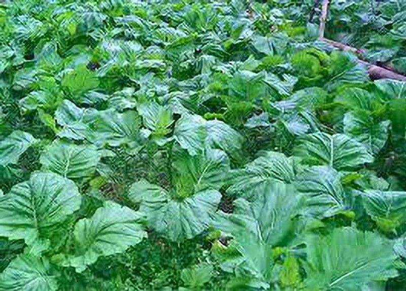XOLDA Organic mustard leaves Seed  (31 per packet)