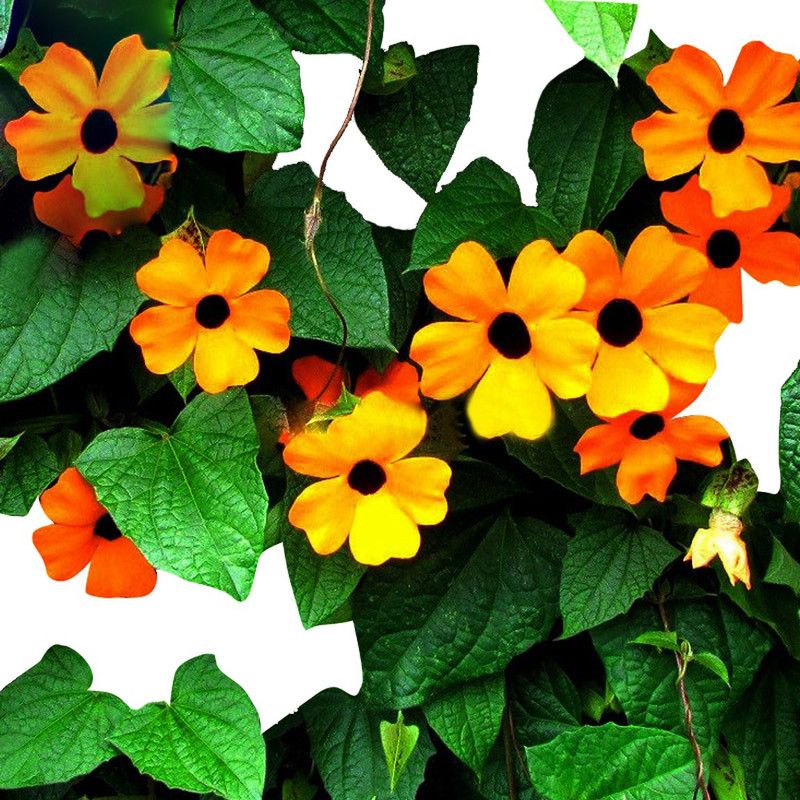 Futaba Black Eyed Susan Flowers Morning Glory - Orange - 20 Pcs Seed  (20 per packet)