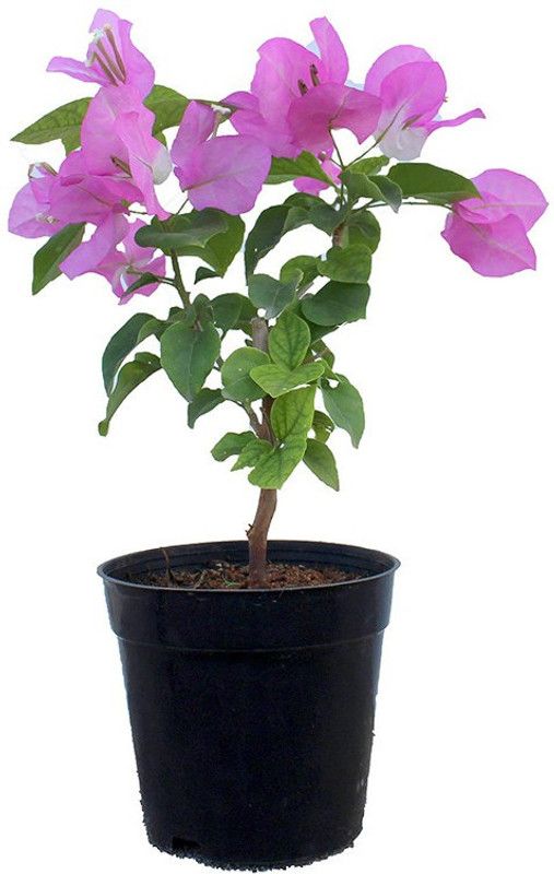 Dream mall Baugainvillea Plant  (Hybrid, Pack of 40)