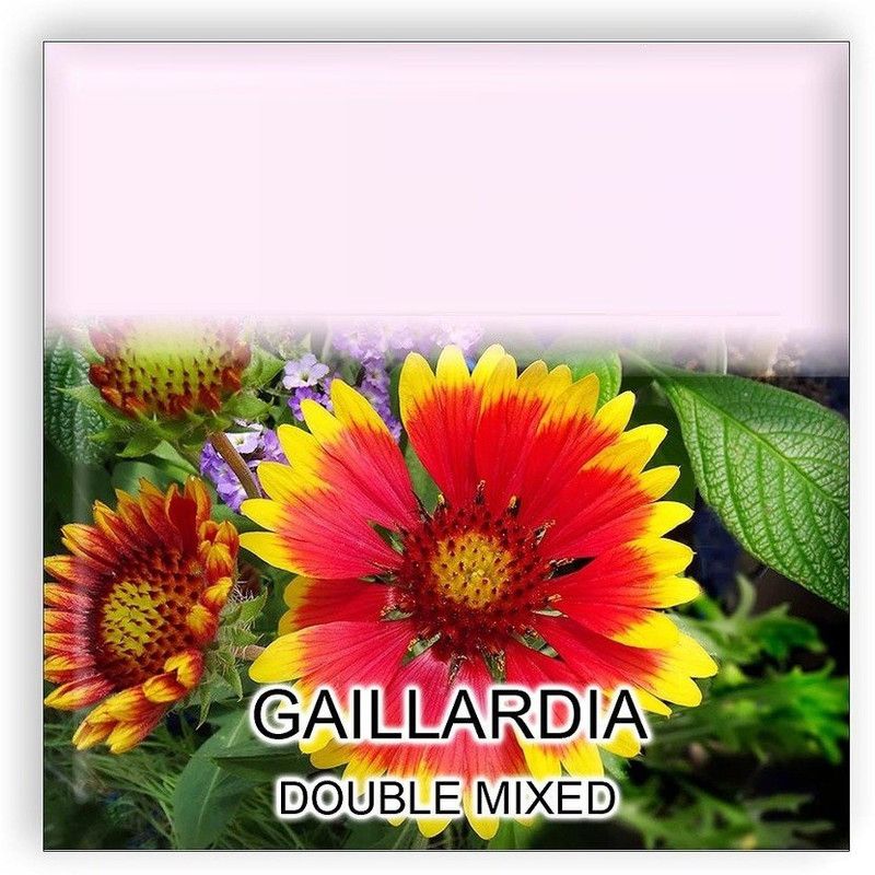 CYBEXIS Gaillardia Double Mixed Flower Seeds Seed  (50 per packet)