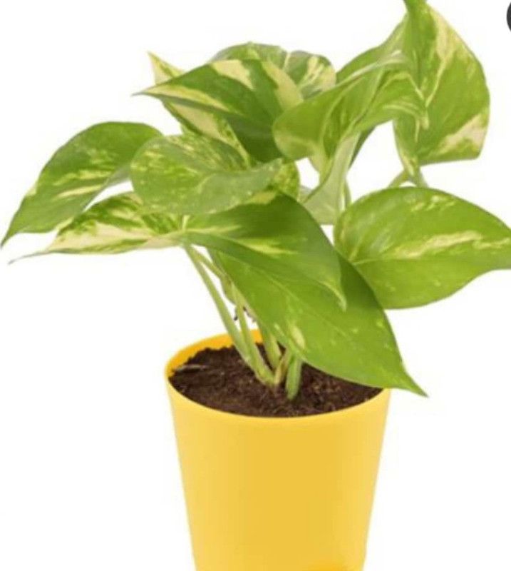 kuldeepplant Money Plant  (Pack of 1)