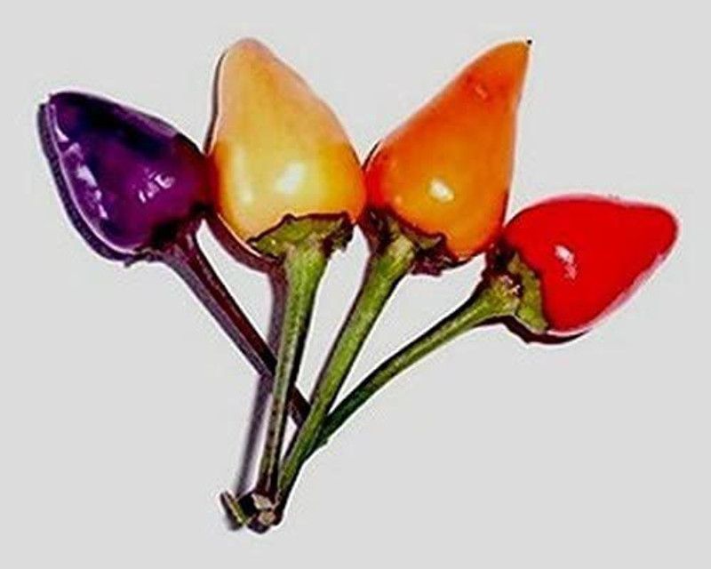WILLVINE PUAS-662 Bolivian Rainbow Pepper Chilli Seeds Seed  (200 per packet)