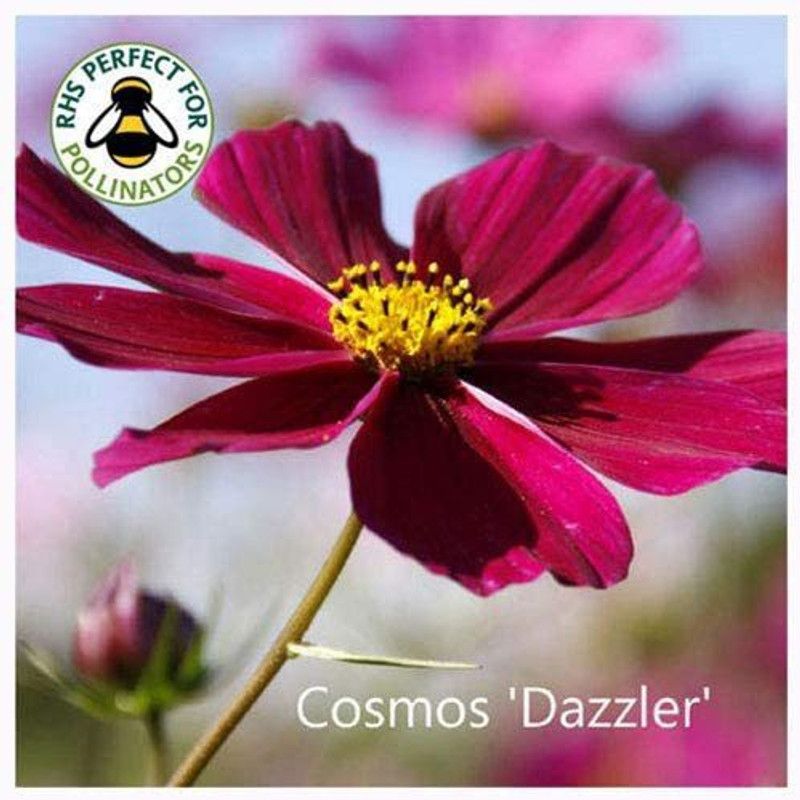 CYBEXIS Cosmos 'Dazzler' Seeds. Dazzler Cosmos Seed  (50 per packet)