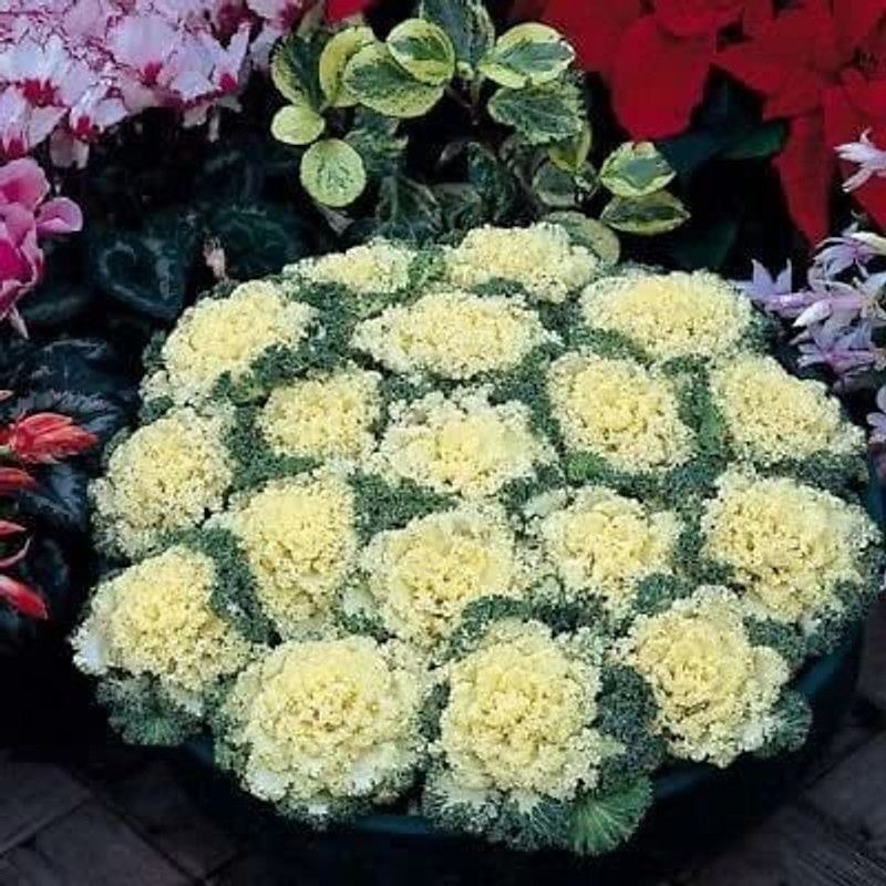 CYBEXIS Ornamental Kale Nagoya White Seed  (50 per packet)