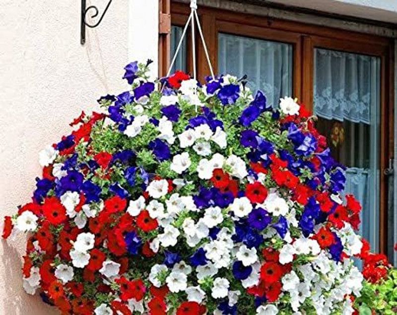 CYBEXIS Petunia Hybrid flower Seeds Seed  (50 per packet)