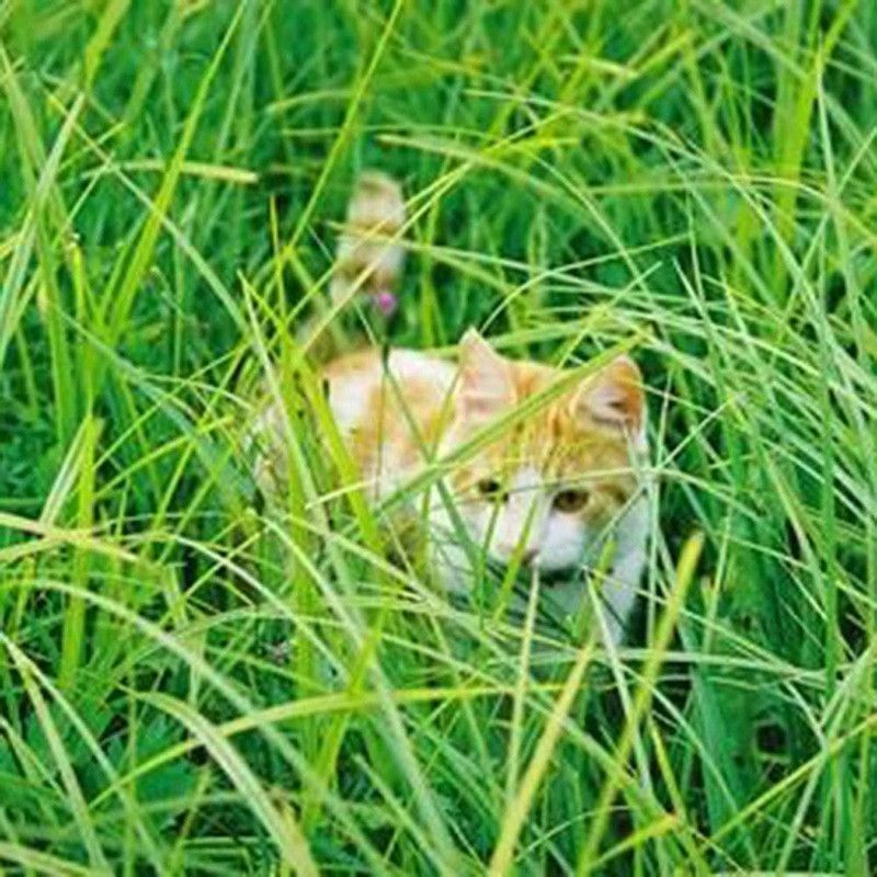 WILLVINE TLX-9 Cymbopogon citratus Lemongrass Seeds Seed  (1000 per packet)