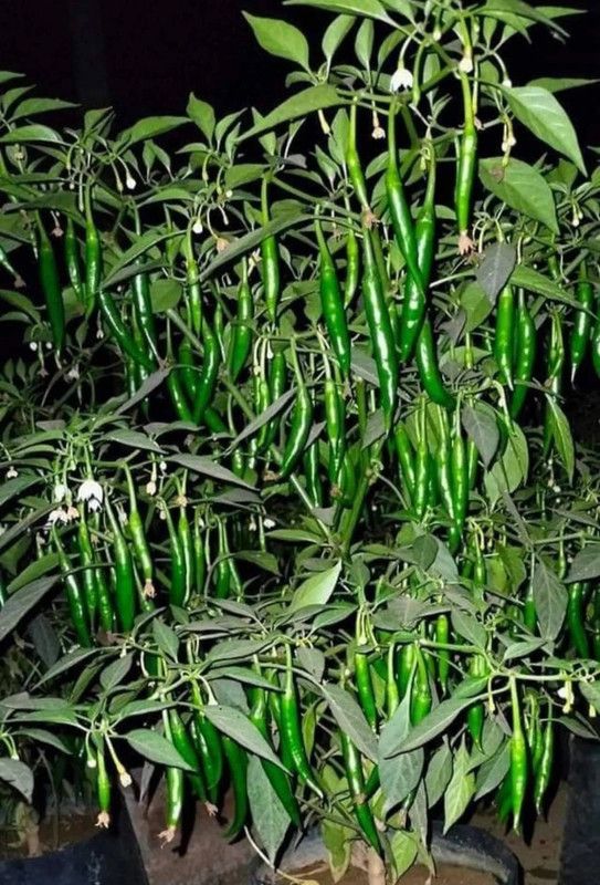 granthi Green HOT Pepper Chilli Seed  (300 per packet)
