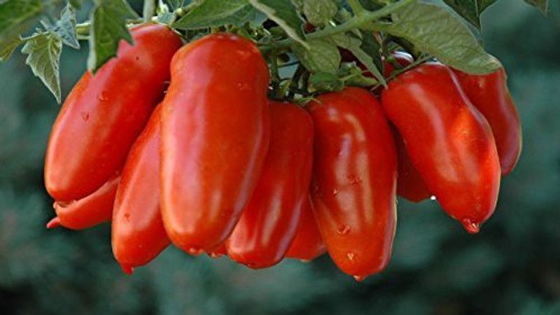 ujjaiseeds TOMATO Seed  (50 per packet)