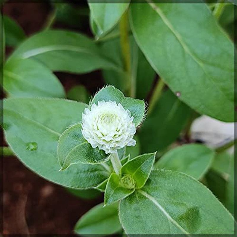 CYBEXIS White Flower Seeds / Gomphrena globosa / Vaada Malli Seed  (50 per packet)