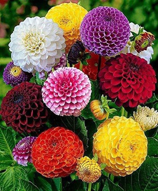 KANAYA Dahlia Seed  (50 per packet)