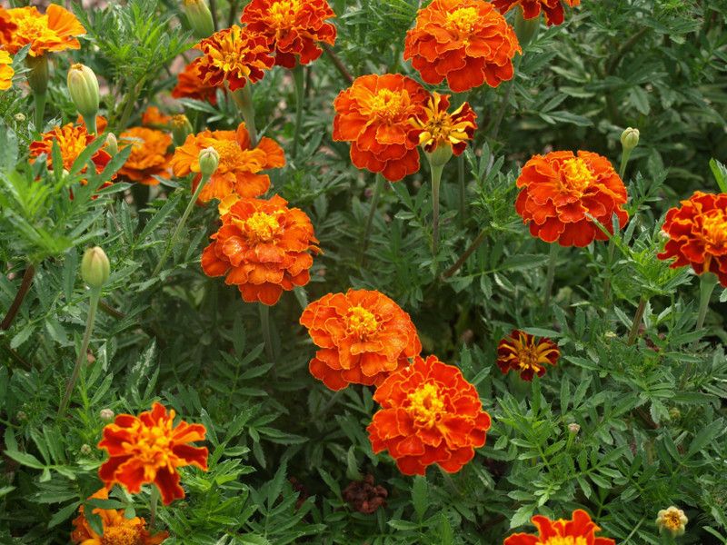 Nodoc Marigold mix flower Seed  (27 per packet)