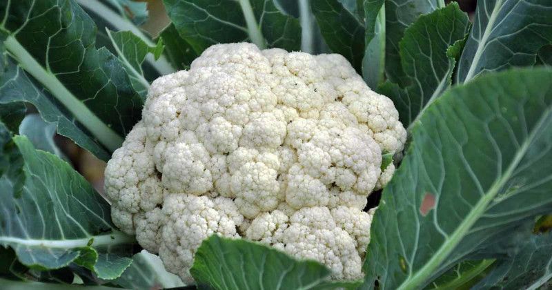 Paudha Cauliflower F1 Seed  (10 per packet)
