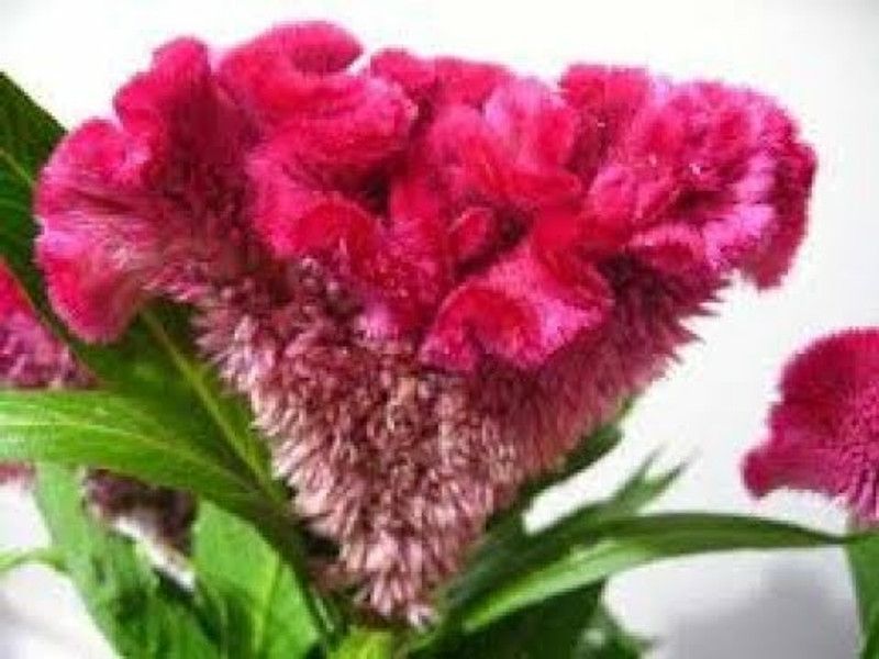XOLDA Exotic cocksomb Seed  (33 per packet)
