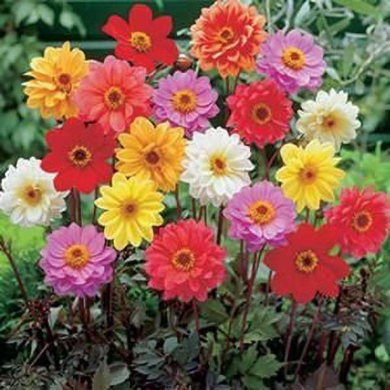 KANAYA Dahlia Double Figaro Mix Seed  (65 per packet)