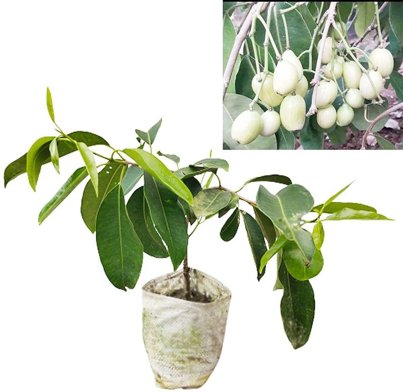 ONLINE PLANT BAZAR Jamun Plant  (Hybrid, Pack of 1)