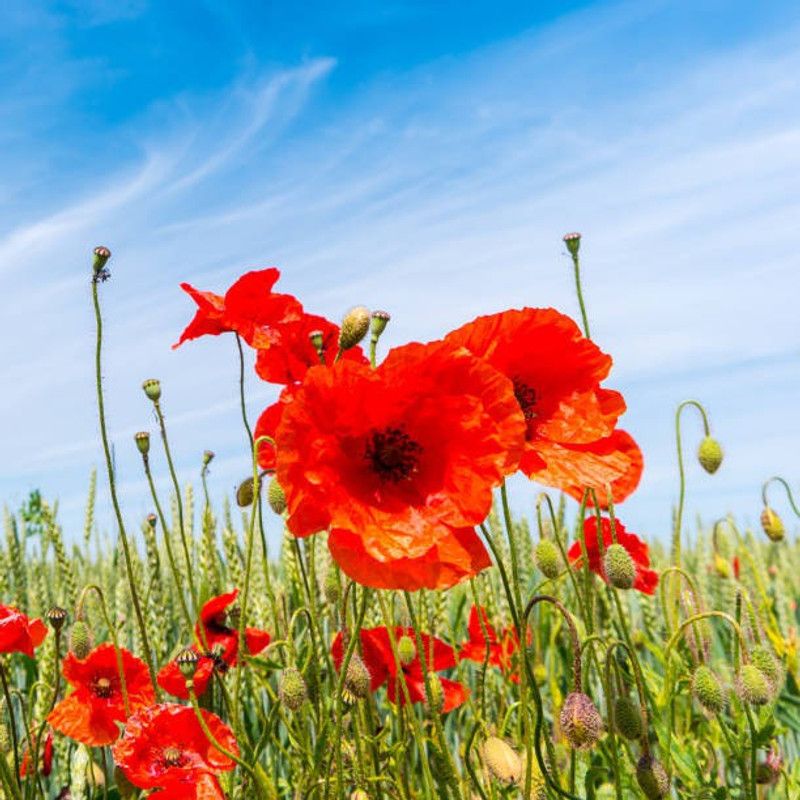 ZOTIKOS Poppy Mixed Flower Seed  (50 per packet)