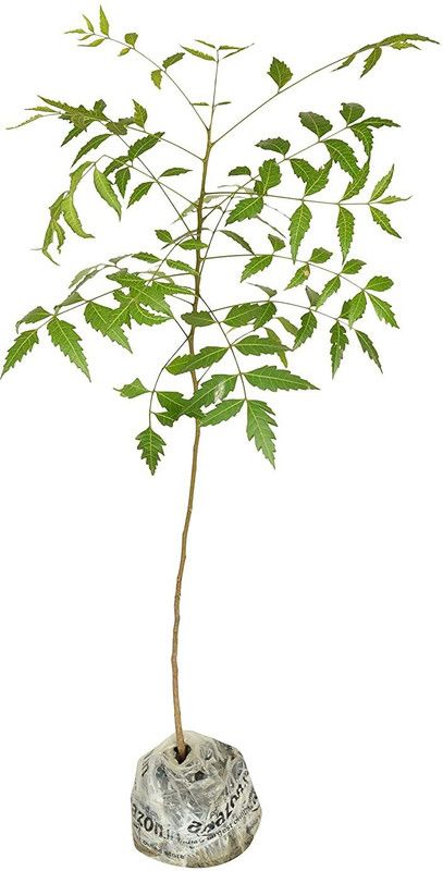 Platone Neem Plant  (Hybrid, Pack of 1)