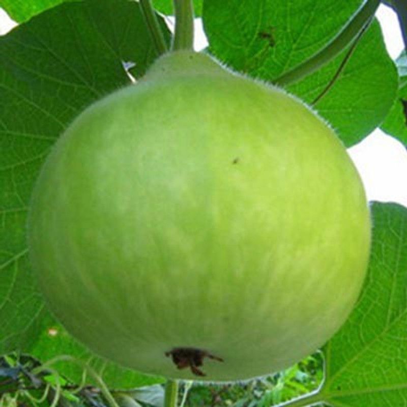 UGRA Round Bottle Gourd Seeds Seed  (120 per packet)