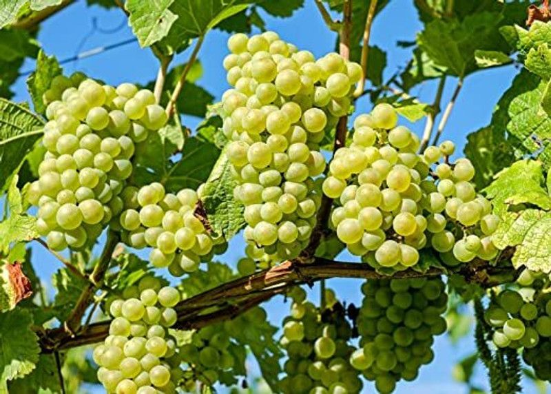 Aywal Green Grabes Hybrid Fruit Seed  (75 per packet)