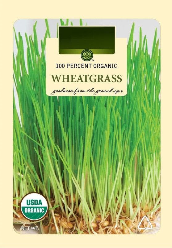 VibeX ® IARI-766 Wheatgrass ORGANIC Triticum aestivum Seed  (600 per packet)
