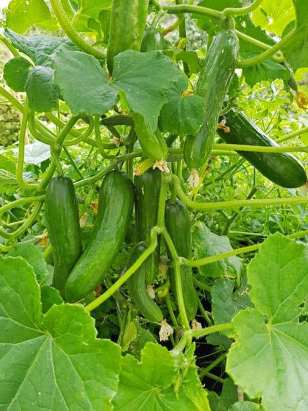 Splorias Cucumber Seed  (35 per packet)