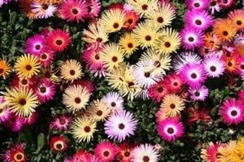 Mozette Exotic daisy mix Seed  (21 per packet)