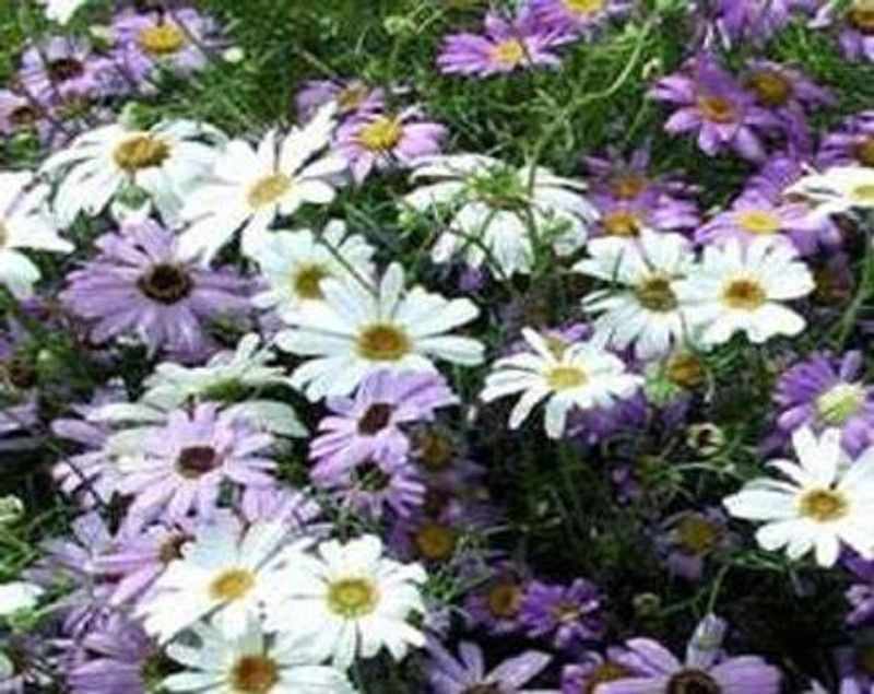 Mozette Brachycome mix Seed  (70 per packet)