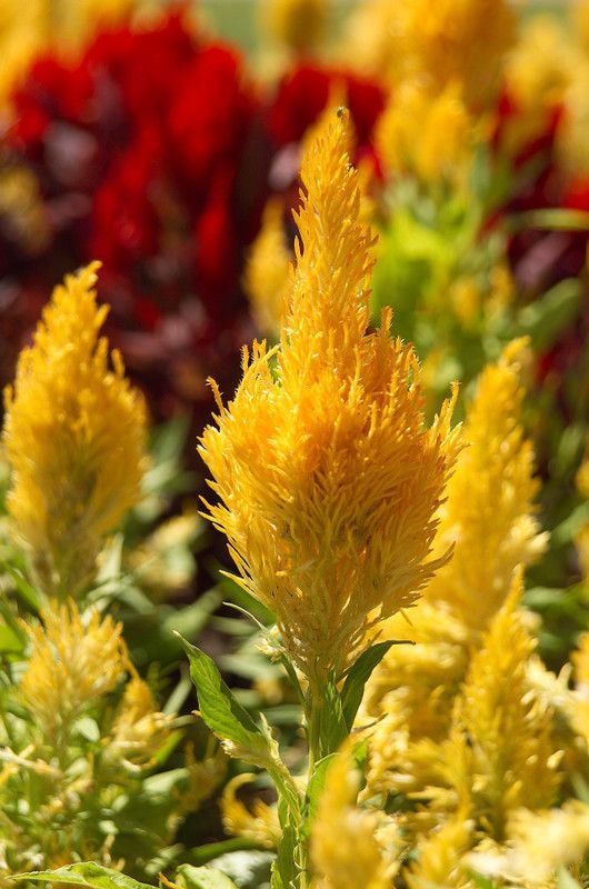 ZIXA CELOSIA FLOWER Yellow SEEDS Seed  (20 per packet)