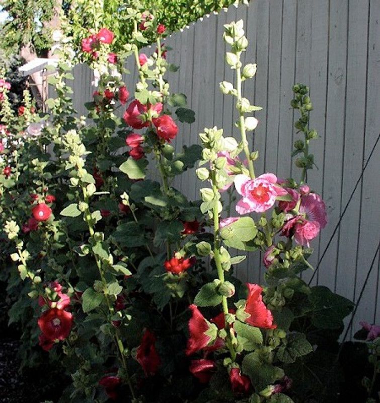 XOLDA Hollyhock Mix Seed  (15 per packet)
