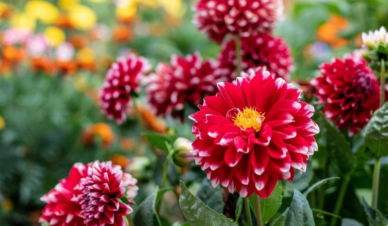 MONDAL NURSARY PLANT Davallia Fejeensis Plant  (Hybrid, Pack of 1)
