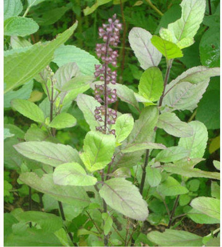 PMB Organic tulsi herb Seed  (37 per packet)