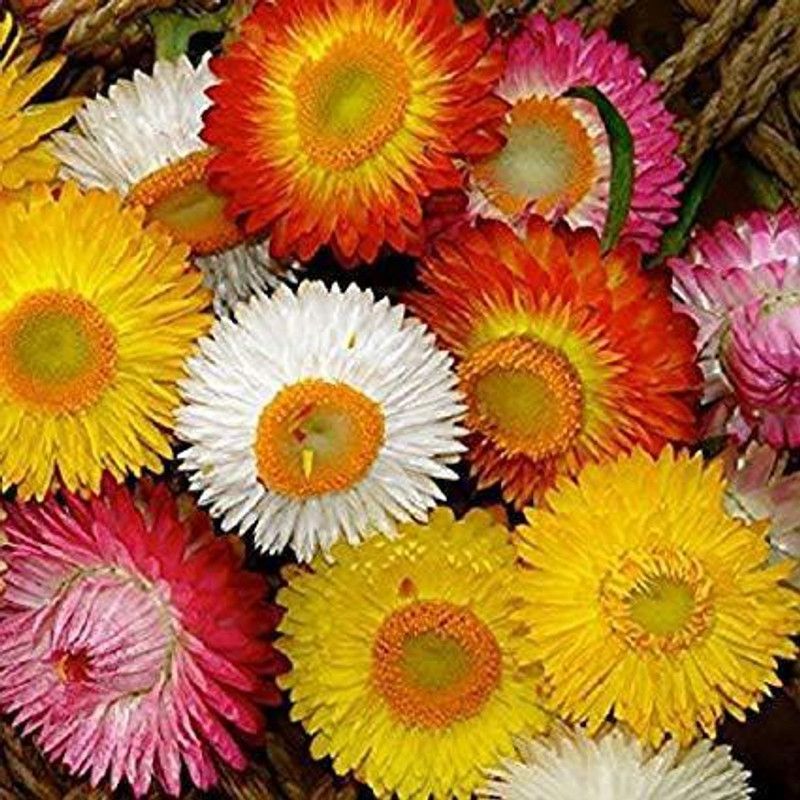 KANAYA Helichrysum Flower Seed  (90 per packet)