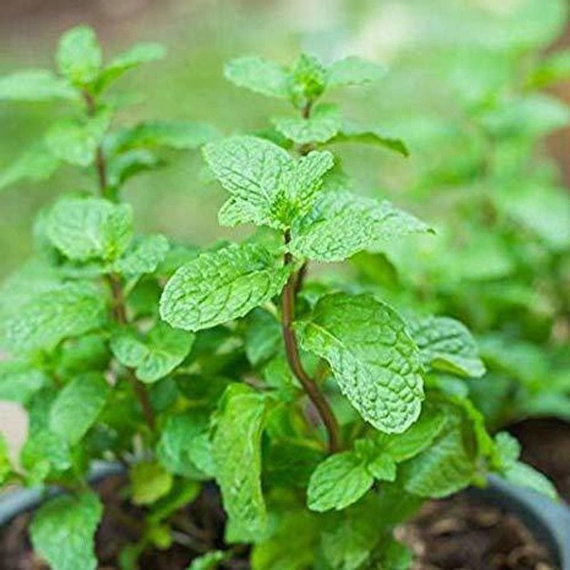 Paudha Organic Pudina mint Seed  (58 per packet)