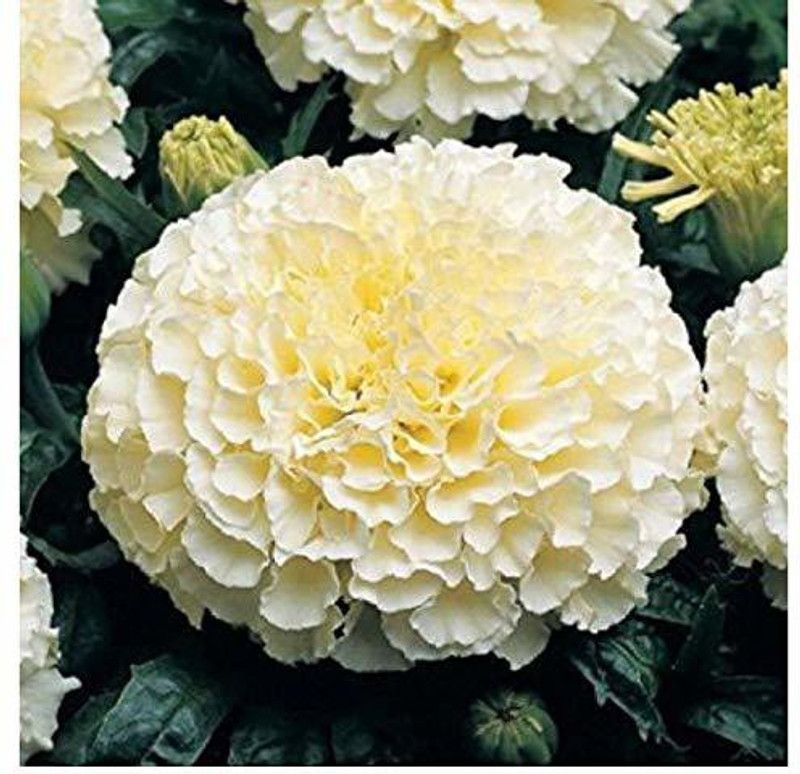 YOUNG STAR MARIGOLD VANILA Seed  (100 per packet)