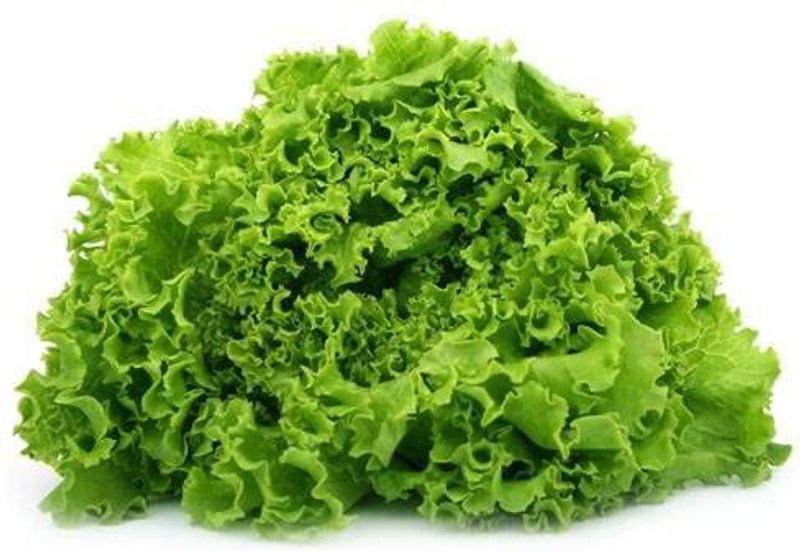 JRYU Lettuce Iceberg Seeds for Home Garden Seed  (20 per packet)
