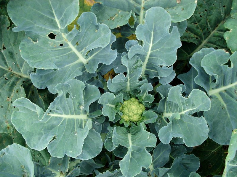 Nodoc Cauli flower Vegetable Seed  (20 per packet)