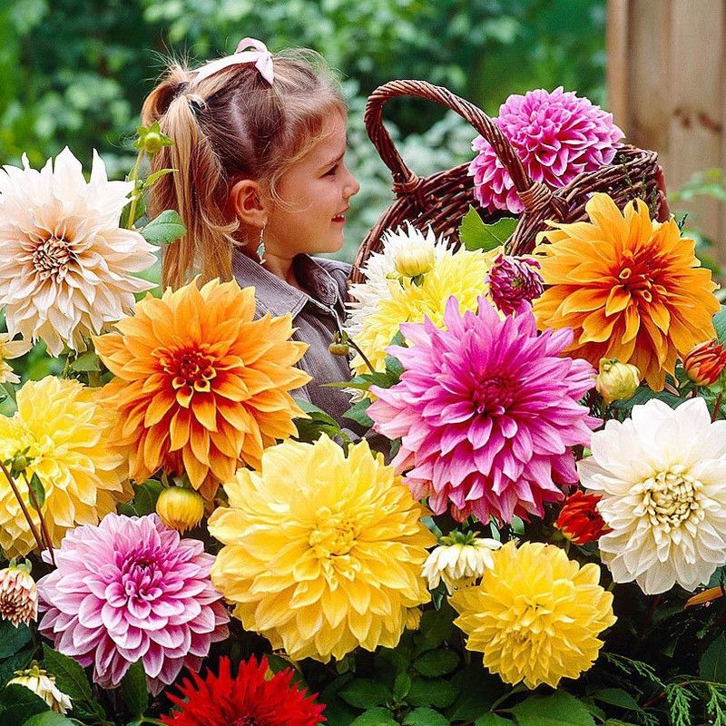 Paudha Dahlia Seed  (22 per packet)