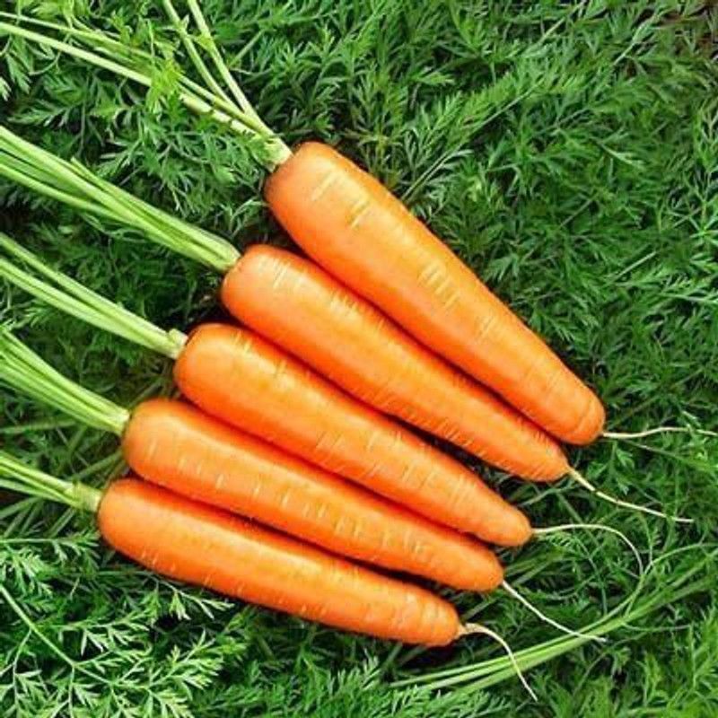 VibeX ® LXI-410 Carrot Seeds - Goldfinger Seed  (500 per packet)