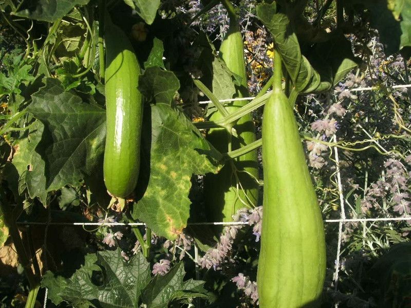 UGRA Luffa Sponge Gourd Seed  (250 per packet)