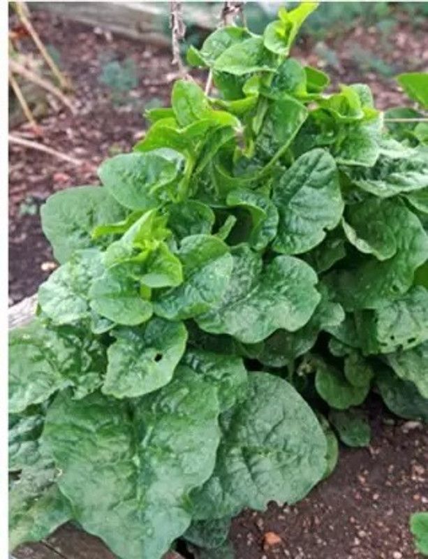 Aro Malabar Spinach, Malabar Seed  (140 per packet)
