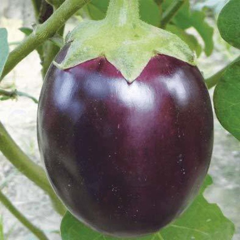 XOLDA Organic Brinjal Round Seed  (55 per packet)