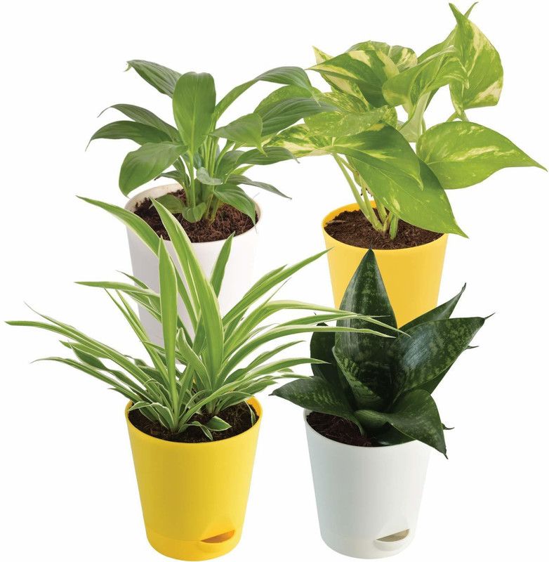 UGAOO Spider Plant  (Pack of 4)