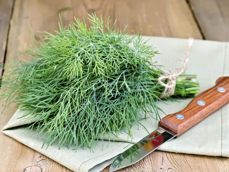 XOLDA Organic soya dill Seed  (28 per packet)