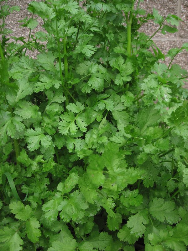 Paudha Corriander Dhania Seed  (44 per packet)