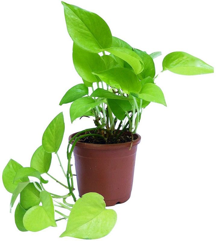 Entacloo Money Plant  (Pack of 1)