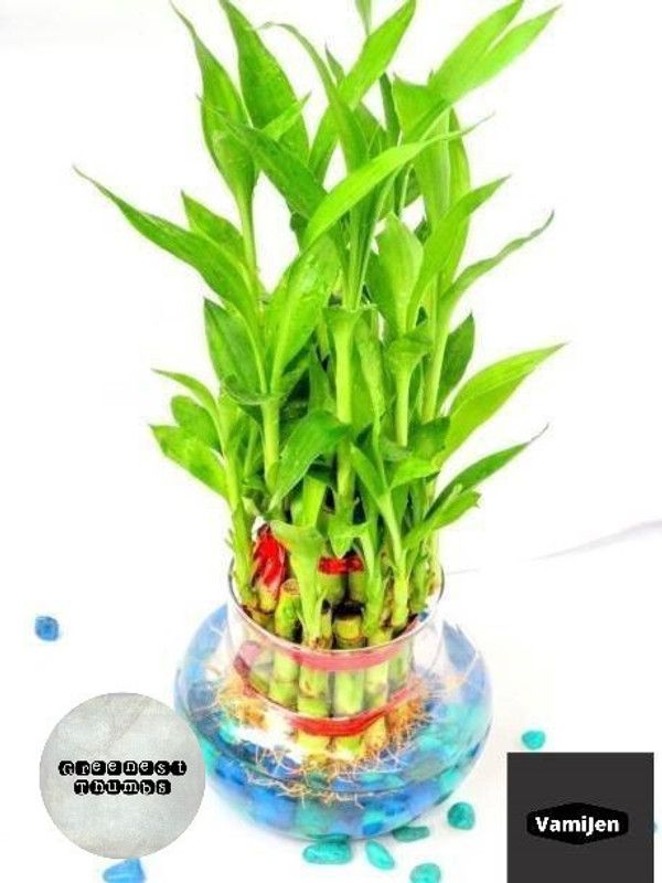 Greenest Thumbs Two Layer Bamboo Plant  (Hybrid, Pack of 1)